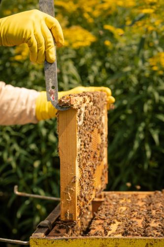 image-de-marque-rive-nord-de-montreal